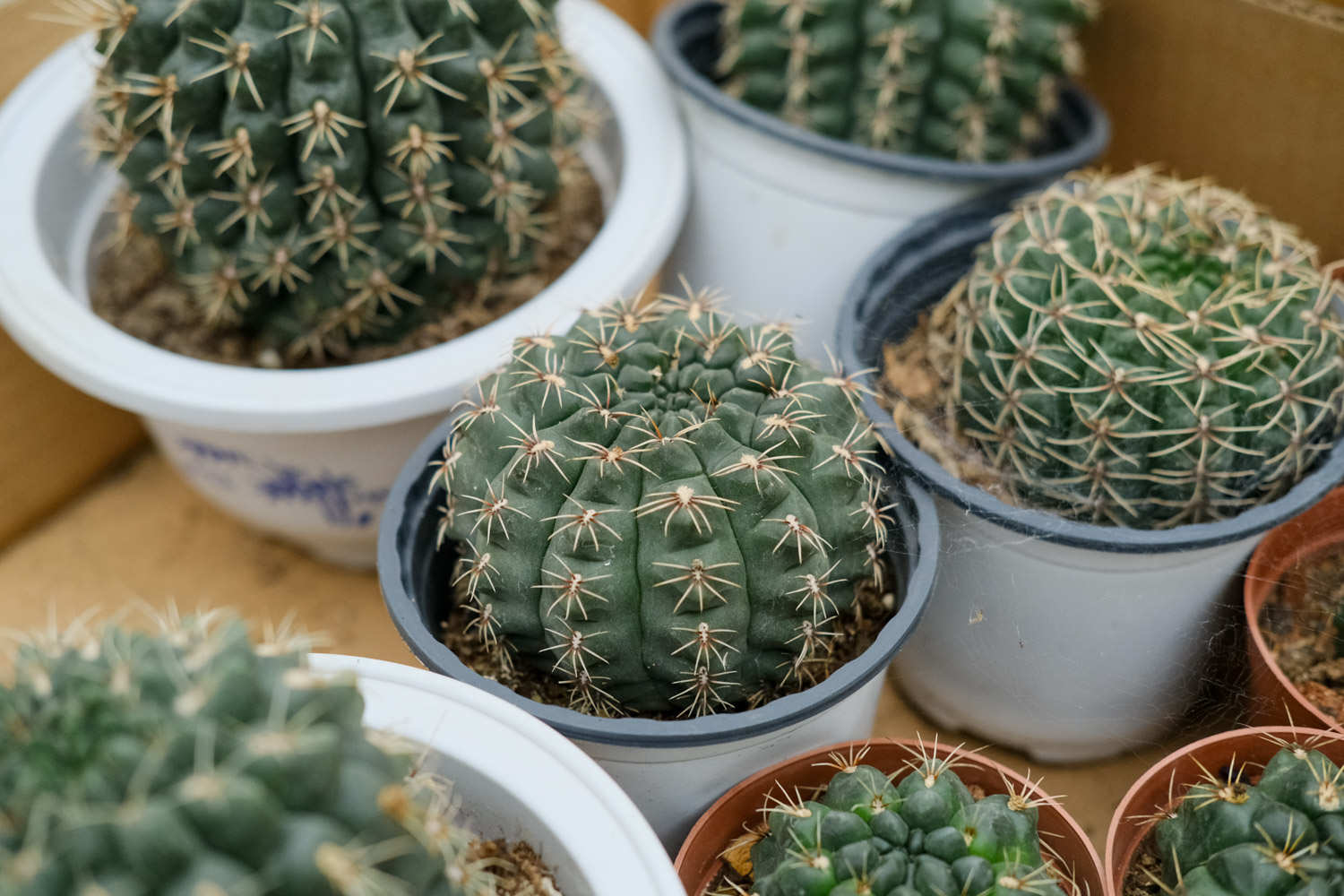 amp, 这样才能生