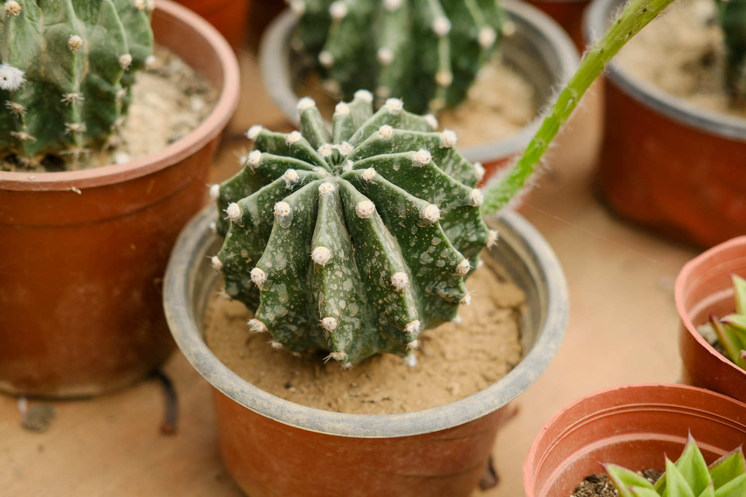 透气, 合理施肥, 低于